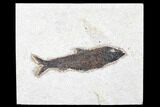 Fossil Fish (Knightia) - Green River Formation #179246-1